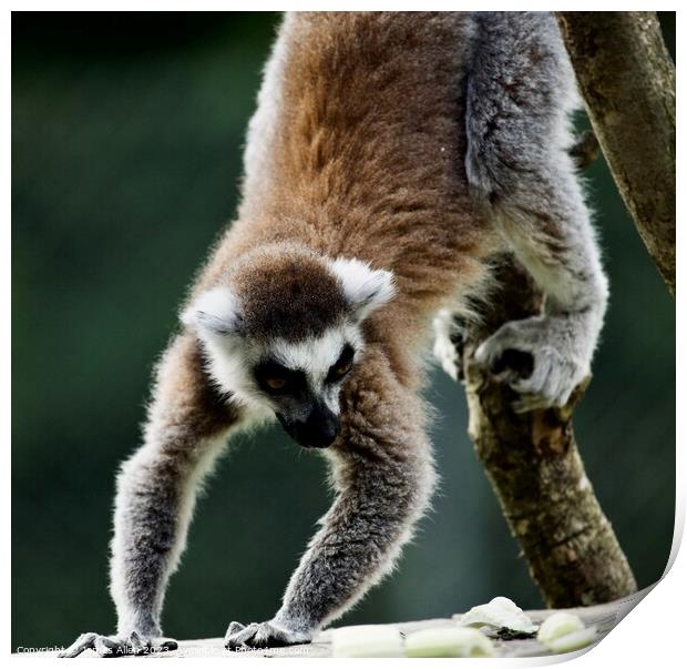 Lemurs  Print by James Allen