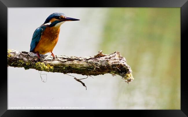 Kingfishers  Framed Print by James Allen