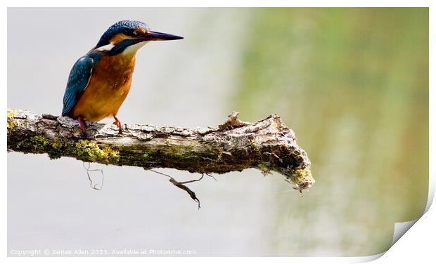Kingfishers  Print by James Allen