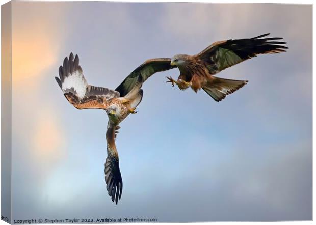 Red Kite Squabble  Canvas Print by Stephen Taylor