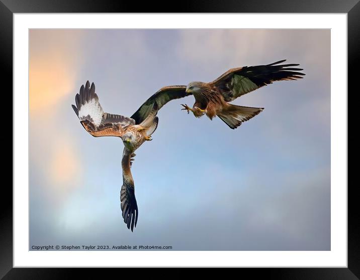 Red Kite Squabble  Framed Mounted Print by Stephen Taylor