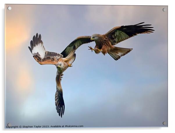 Red Kite Squabble  Acrylic by Stephen Taylor