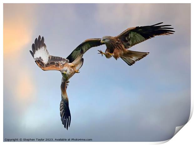 Red Kite Squabble  Print by Stephen Taylor
