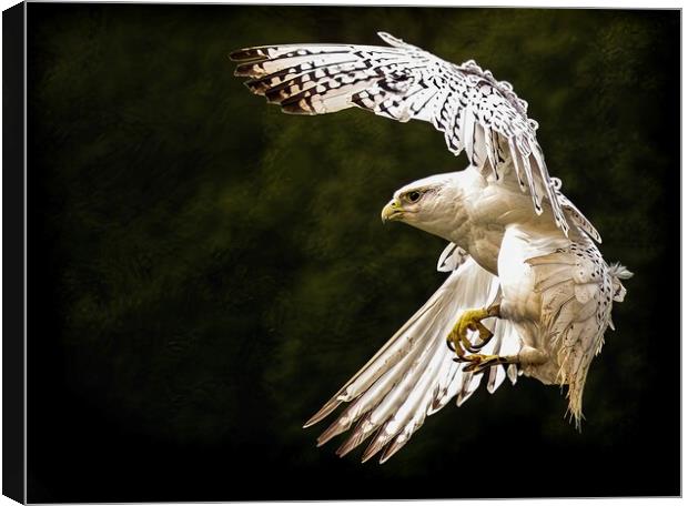 A close up of a Falcon Canvas Print by Stephen Taylor