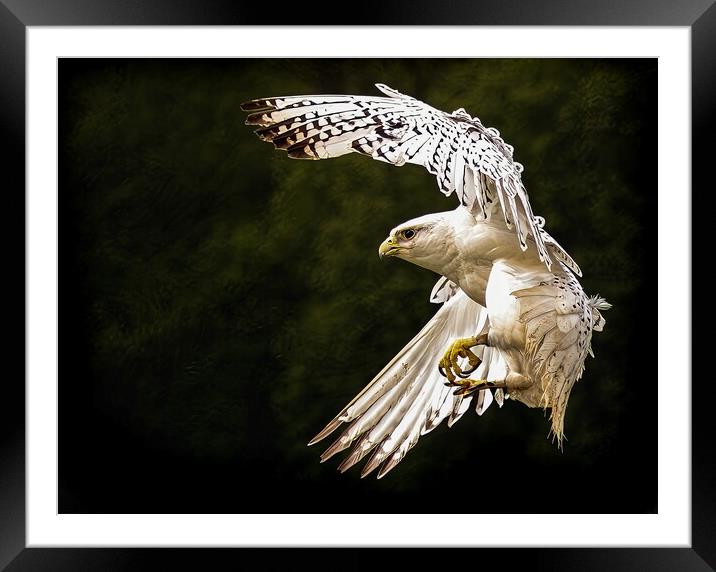 A close up of a Falcon Framed Mounted Print by Stephen Taylor