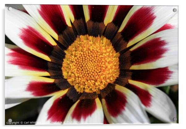 Gazania Acrylic by Carl Whitfield