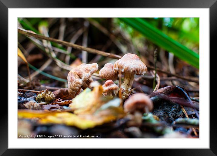 Autumn's fungi Delights Framed Mounted Print by RJW Images