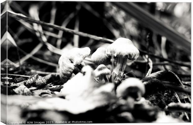 Enchanting Gymnopilus in Monochrome Canvas Print by RJW Images