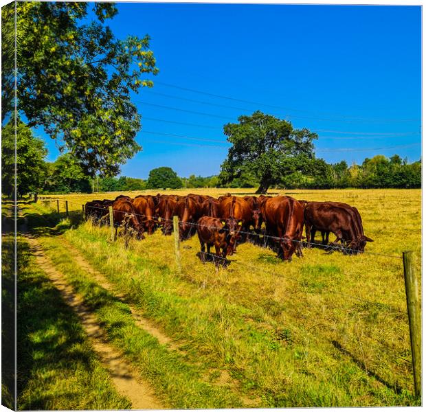 Pastoral Symphony: Cattle on Verdant Pastures Canvas Print by Simon Hill