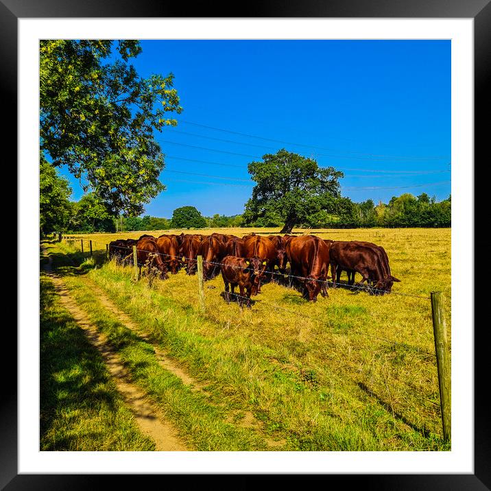 Pastoral Symphony: Cattle on Verdant Pastures Framed Mounted Print by Simon Hill