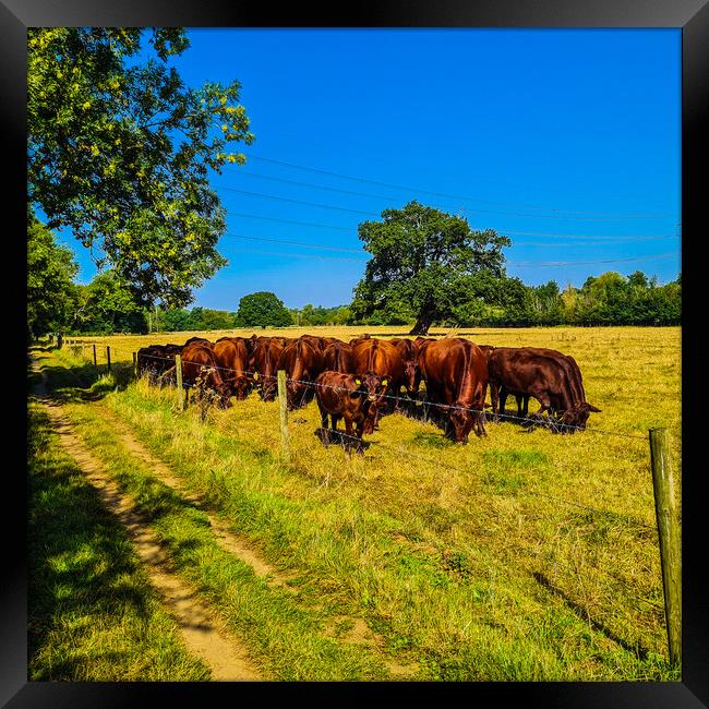 Pastoral Symphony: Cattle on Verdant Pastures Framed Print by Simon Hill