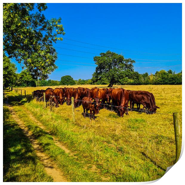 Pastoral Symphony: Cattle on Verdant Pastures Print by Simon Hill