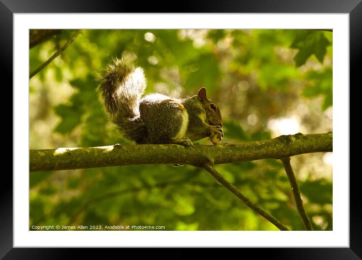 Squirrels  Framed Mounted Print by James Allen