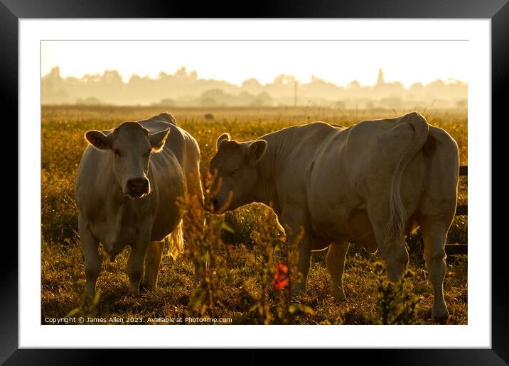 Cows  Framed Mounted Print by James Allen