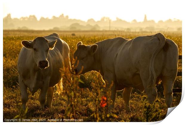 Cows  Print by James Allen