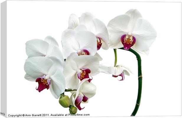 White Orchids Canvas Print by Ann Garrett