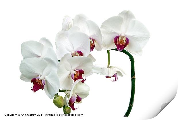 White Orchids Print by Ann Garrett
