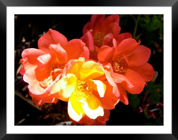 Sunlit Roses Framed Mounted Print by Stephanie Moore