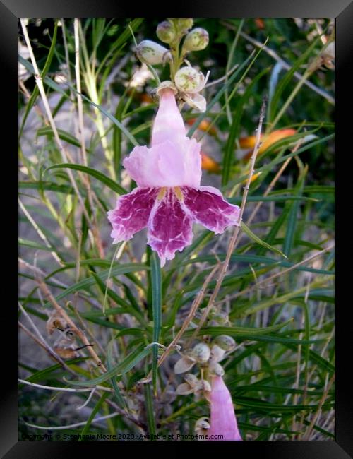 Desert flower Framed Print by Stephanie Moore