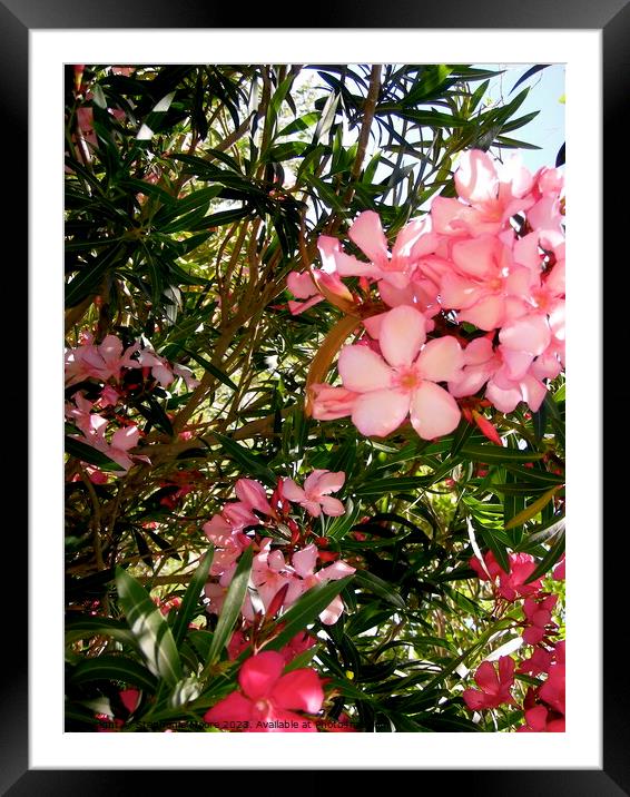 Pink oleanders Framed Mounted Print by Stephanie Moore