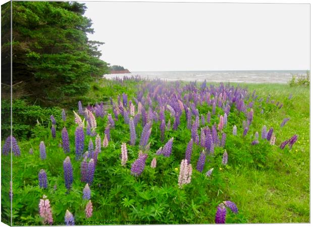 Lupins on the Shore Canvas Print by Stephanie Moore