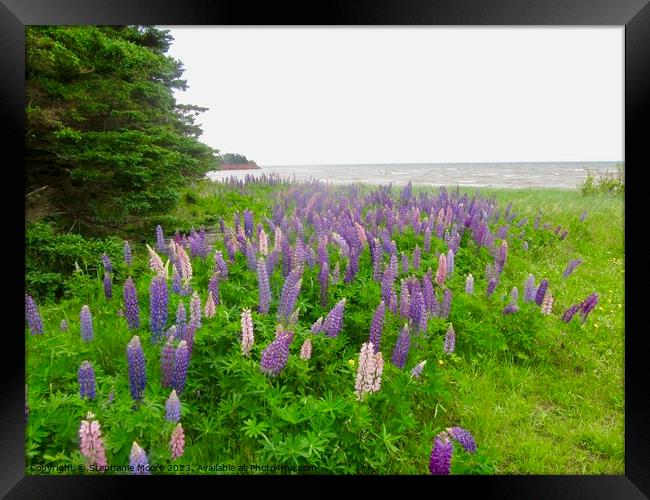 Lupins on the Shore Framed Print by Stephanie Moore