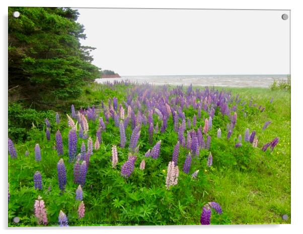 Lupins on the Shore Acrylic by Stephanie Moore