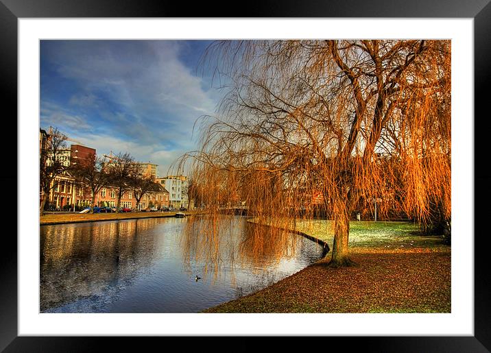 Winter Willow Framed Mounted Print by Tom Gomez
