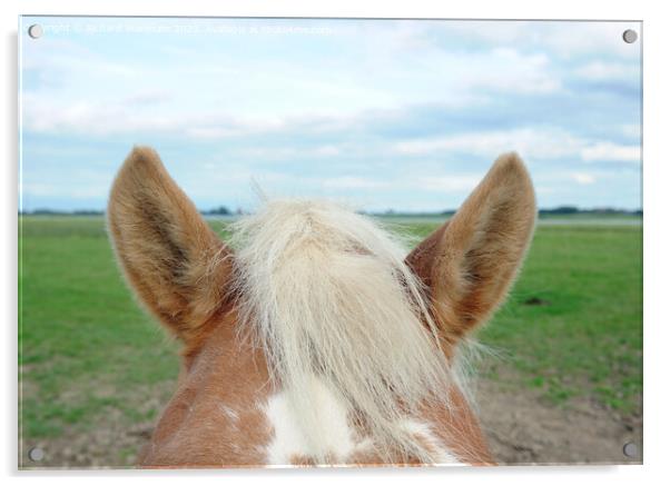  Horses ears Acrylic by Richard Wareham