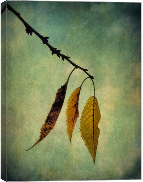 autumn palette 2 Canvas Print by Heather Newton
