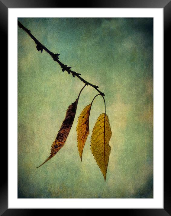autumn palette 2 Framed Mounted Print by Heather Newton