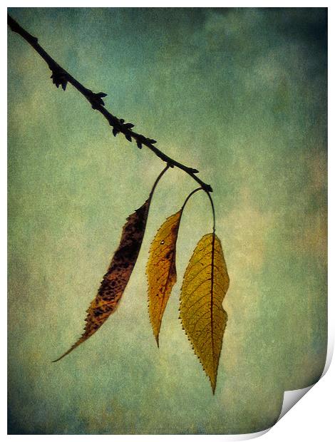 autumn palette 2 Print by Heather Newton