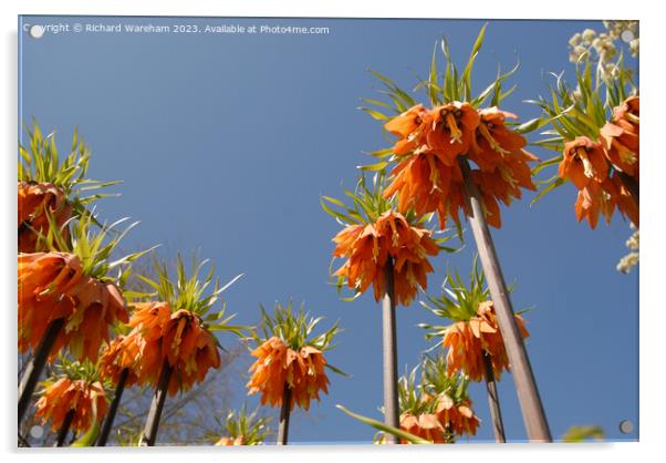 Fritillaria Imperialis Acrylic by Richard Wareham