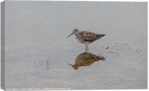 Yellowlegs wading bird in Pippin Lake, Alaska, USA Canvas Print by Dave Collins