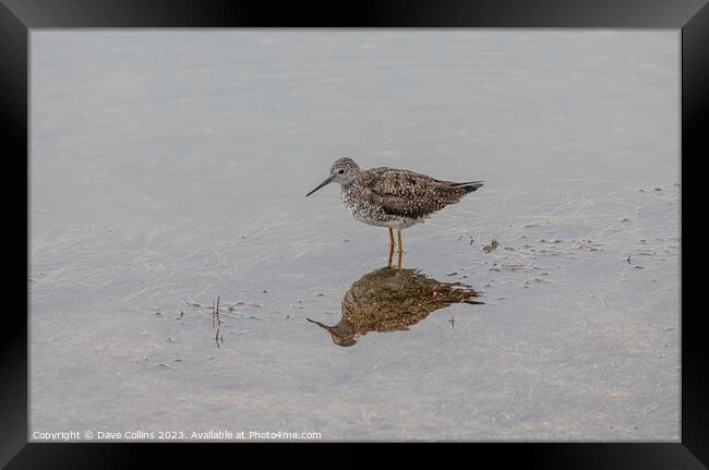 Yellowlegs wading bird in Pippin Lake, Alaska, USA Framed Print by Dave Collins