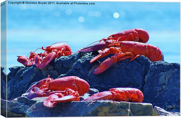 Lobster on the Rocks Canvas Print by Sheldon Boyde