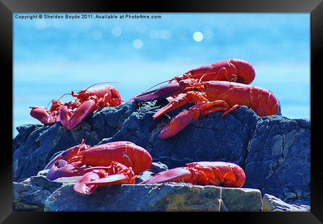 Lobster on the Rocks Framed Print by Sheldon Boyde