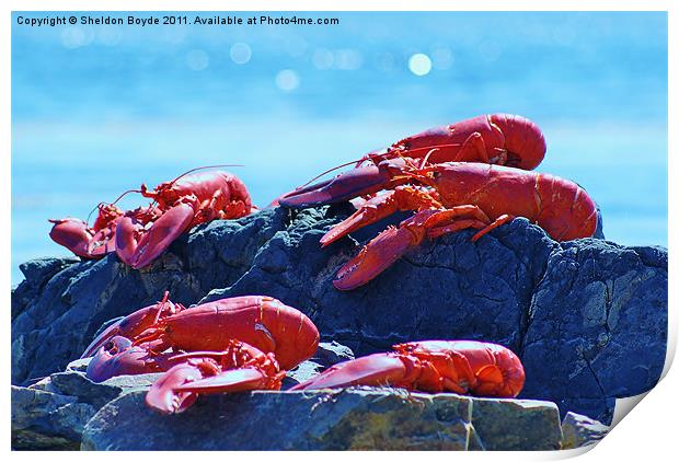 Lobster on the Rocks Print by Sheldon Boyde