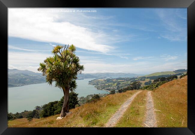 Otago Peninsula Framed Print by Richard Wareham