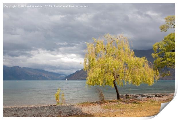 Queenstown New Zealand Willow tree Print by Richard Wareham