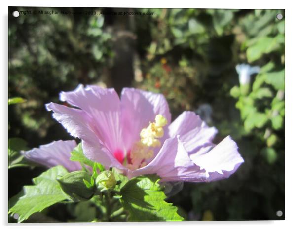 "Pink Hollyhock's Efflorescence: Iran's Botanical  Acrylic by Ali asghar Mazinanian