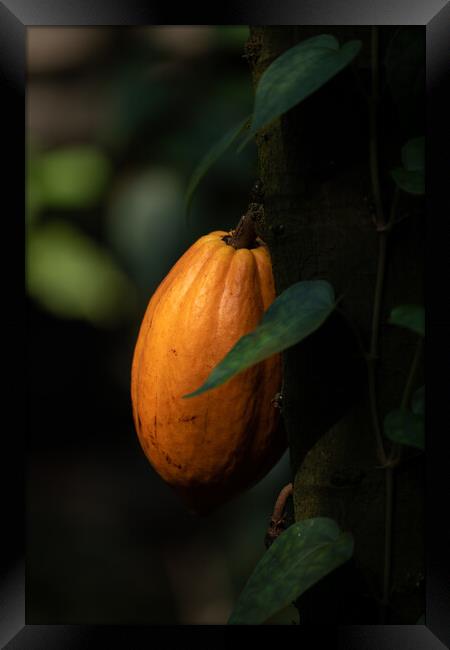 Fruit On Theobroma Cacao Tree Framed Print by Artur Bogacki