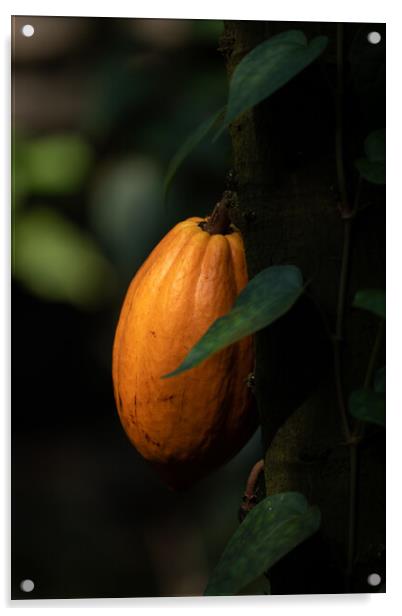 Fruit On Theobroma Cacao Tree Acrylic by Artur Bogacki