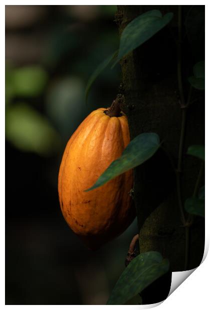 Fruit On Theobroma Cacao Tree Print by Artur Bogacki