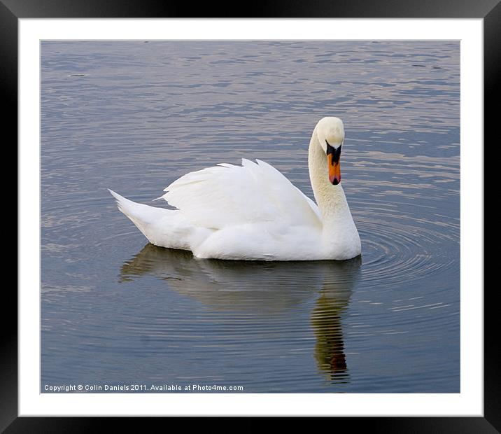 Vain Swan Framed Mounted Print by Colin Daniels