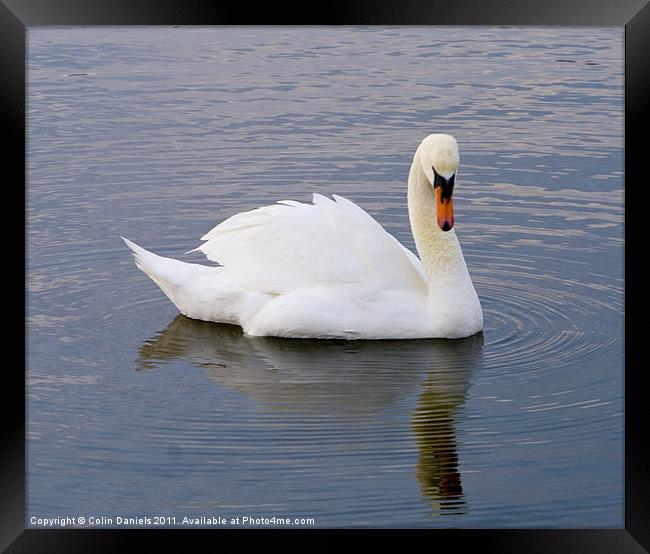 Vain Swan Framed Print by Colin Daniels