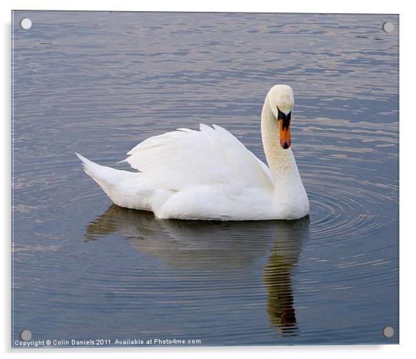 Vain Swan Acrylic by Colin Daniels