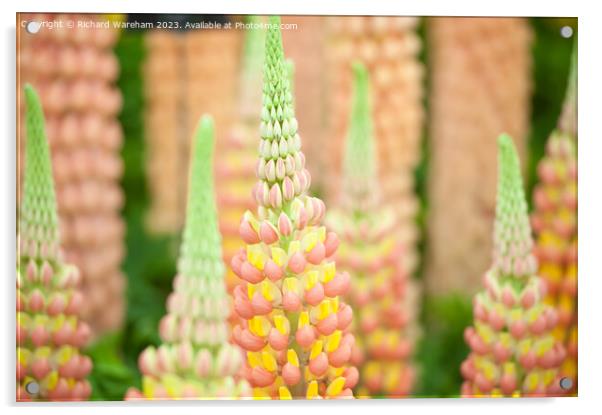 Lupinus (Lupin) 