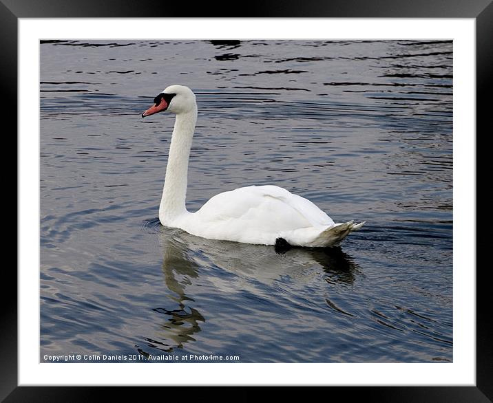 White Swan Framed Mounted Print by Colin Daniels