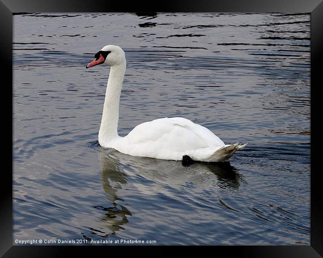 White Swan Framed Print by Colin Daniels